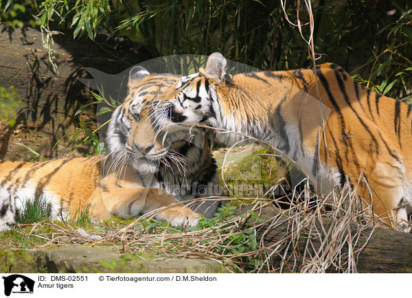 Amur tigers / DMS-02551