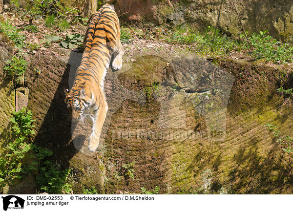 jumping amur tiger / DMS-02553