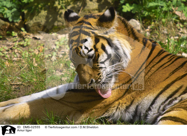 Amur tiger / DMS-02555
