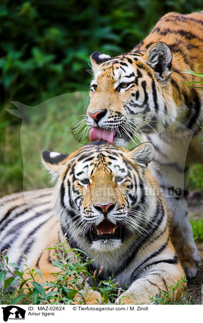 Amurtiger / Amur tigers / MAZ-02624