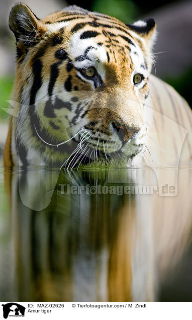 Amur tiger / MAZ-02626
