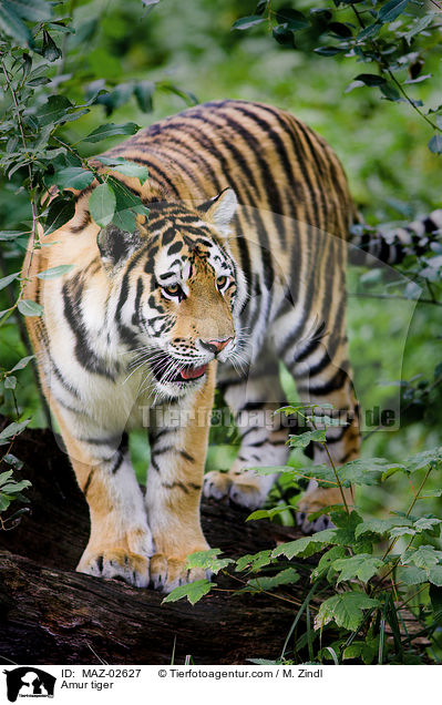 Amur tiger / MAZ-02627