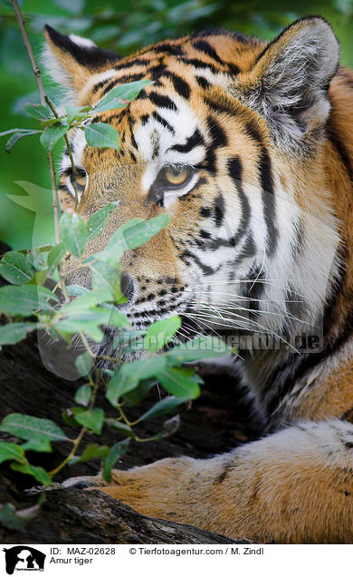Amur tiger / MAZ-02628