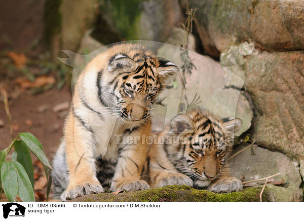 young tiger / DMS-03566