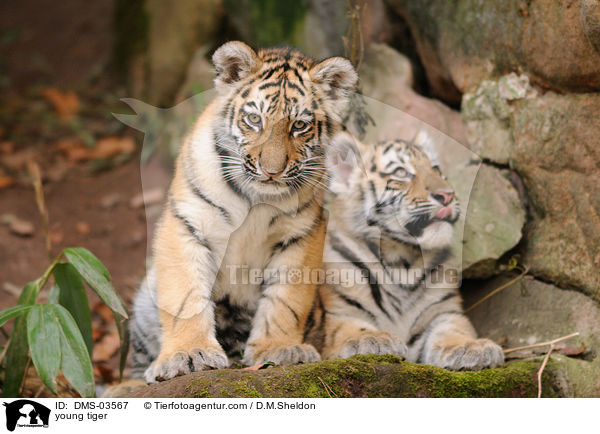 young tiger / DMS-03567