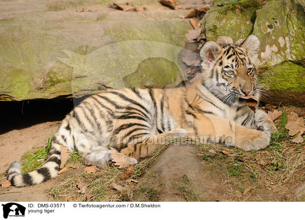 junger Amurtiger / young tiger / DMS-03571