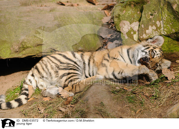 young tiger / DMS-03572