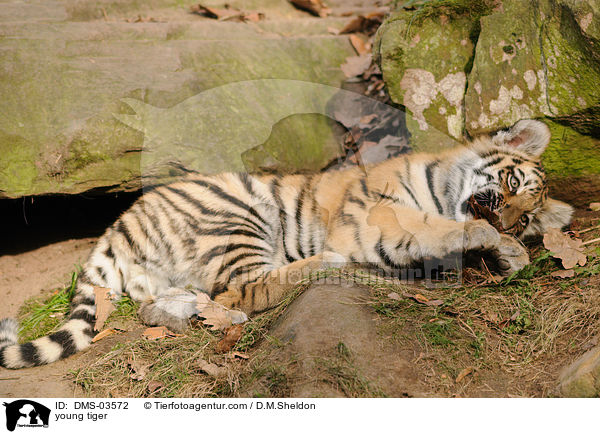 junger Amurtiger / young tiger / DMS-03572
