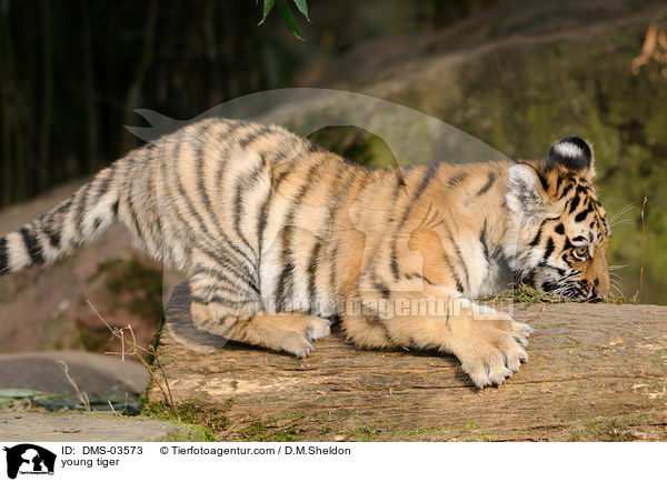young tiger / DMS-03573