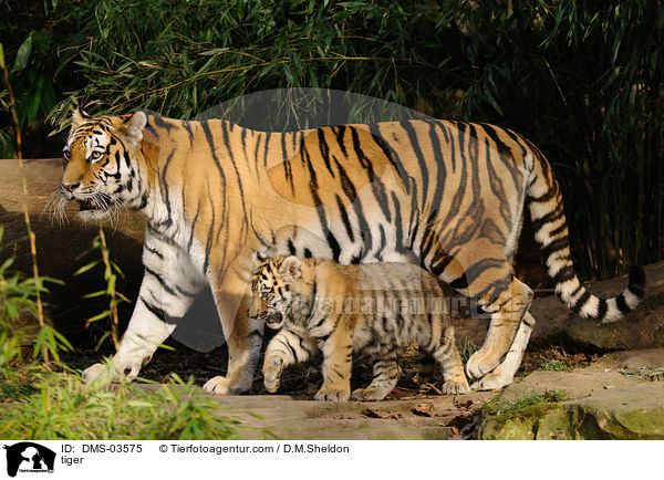 Amurtiger / tiger / DMS-03575