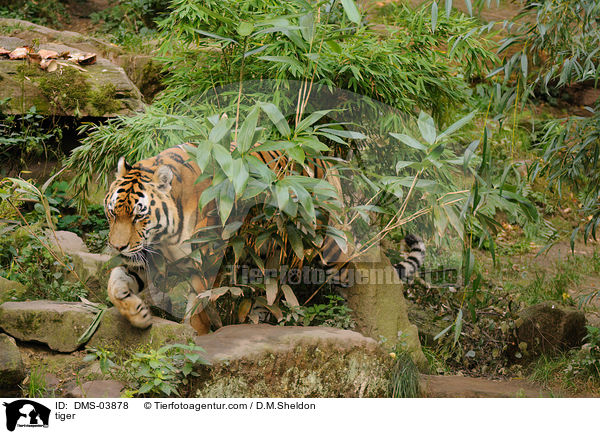 tiger / DMS-03878