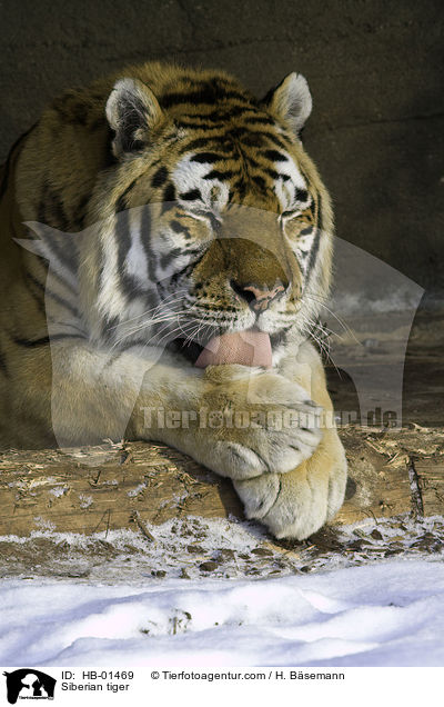 Siberian tiger / HB-01469