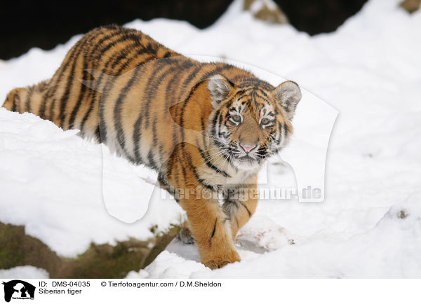 Siberian tiger / DMS-04035