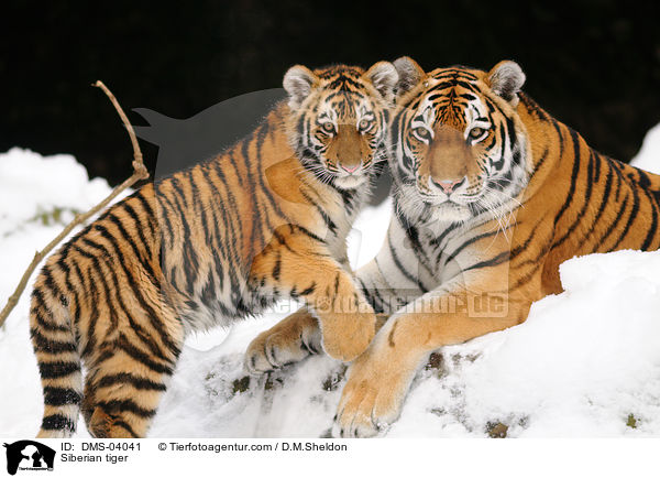 Siberian tiger / DMS-04041
