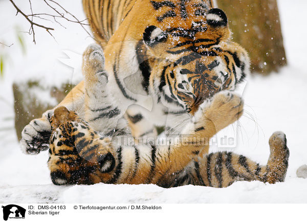 Siberian tiger / DMS-04163