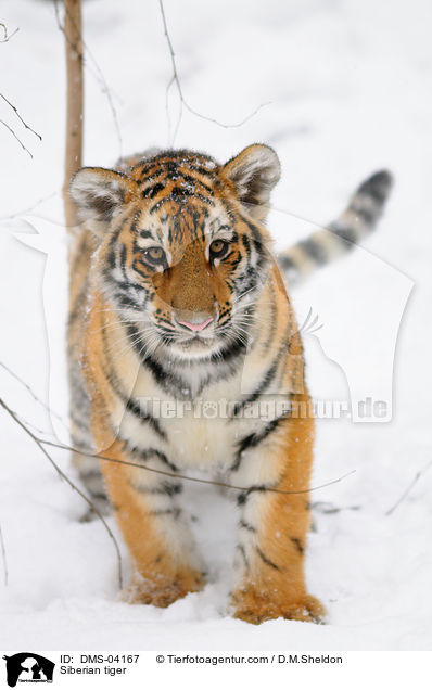 Siberian tiger / DMS-04167