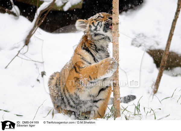 Amurtiger / Siberian tiger / DMS-04169