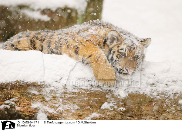 Siberian tiger / DMS-04171