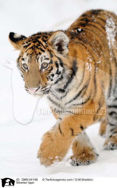 Siberian tiger / DMS-04196