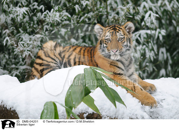 Siberian tiger / DMS-04201