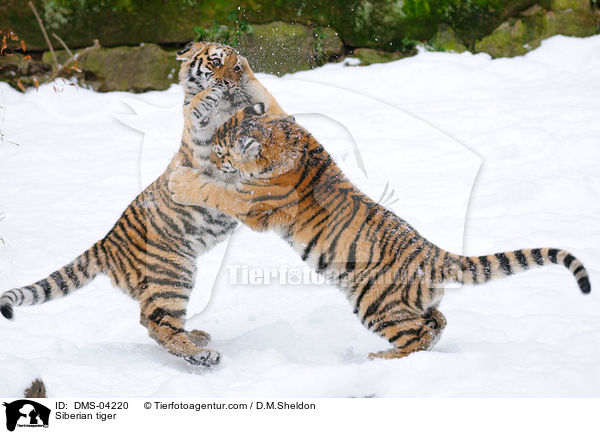 Siberian tiger / DMS-04220
