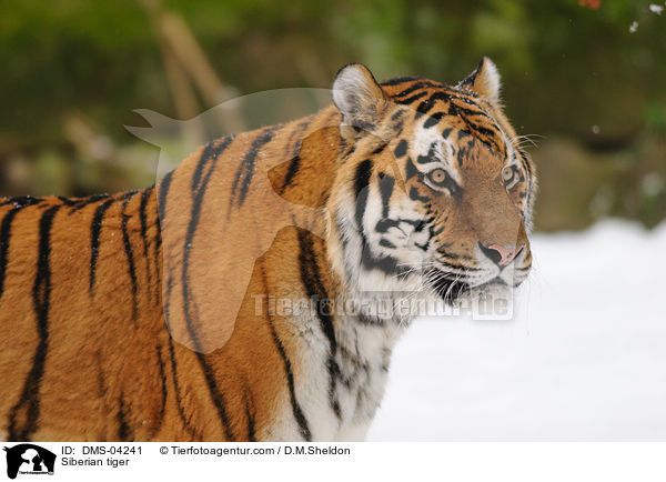 Amurtiger / Siberian tiger / DMS-04241
