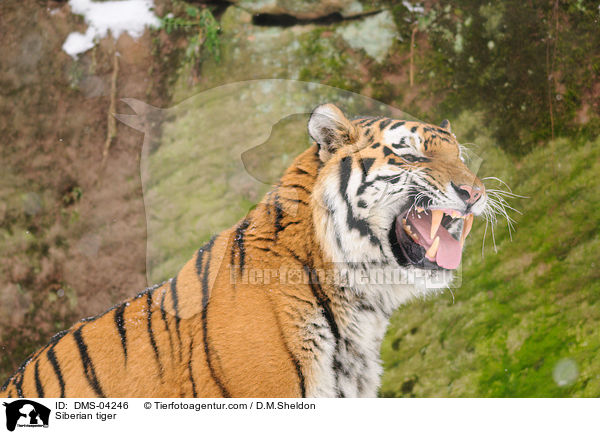 Amurtiger / Siberian tiger / DMS-04246
