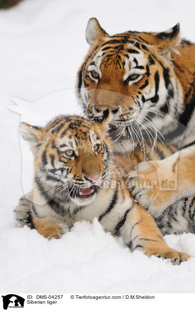 Amurtiger / Siberian tiger / DMS-04257