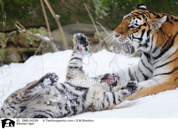 Amurtiger / Siberian tiger / DMS-04259