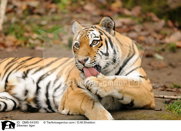 Amurtiger / Siberian tiger / DMS-04350