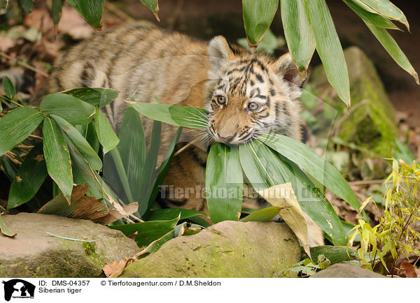 Siberian tiger / DMS-04357