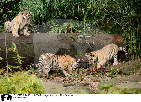 Siberian tiger / DMS-04453