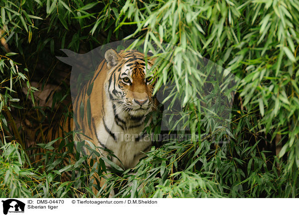 Siberian tiger / DMS-04470