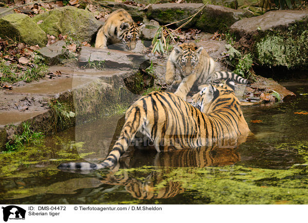 Siberian tiger / DMS-04472