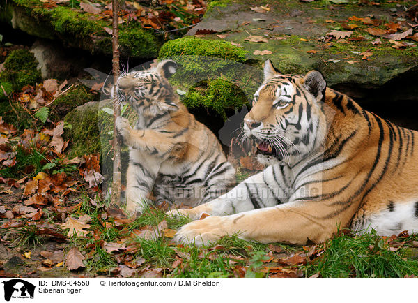 Siberian tiger / DMS-04550