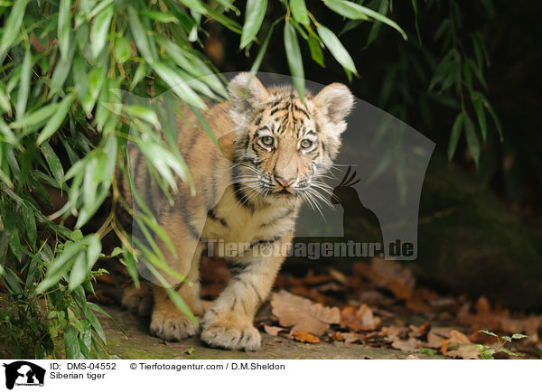 Siberian tiger / DMS-04552