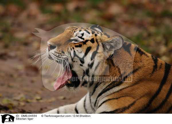 Amurtiger / Siberian tiger / DMS-04554