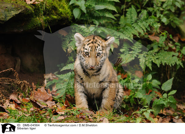 Amurtiger / Siberian tiger / DMS-04564