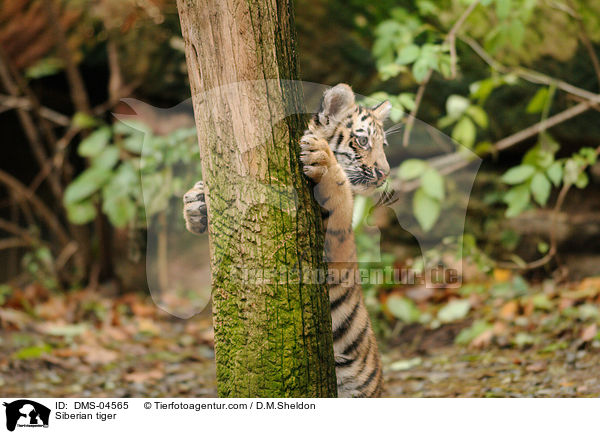 Siberian tiger / DMS-04565