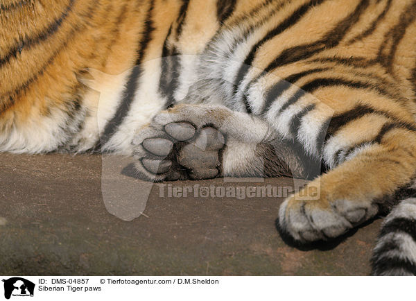 Amurtiger Pfoten / Siberian Tiger paws / DMS-04857