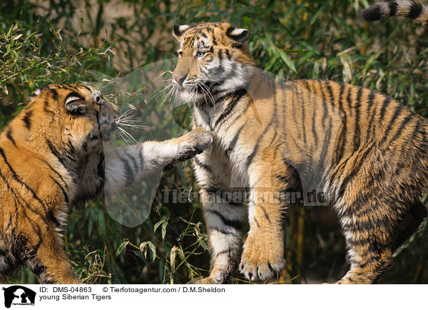 junge Amurtiger / young Siberian Tigers / DMS-04863
