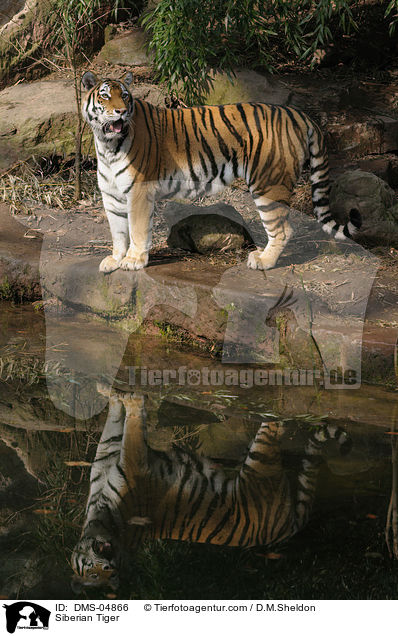 Siberian Tiger / DMS-04866