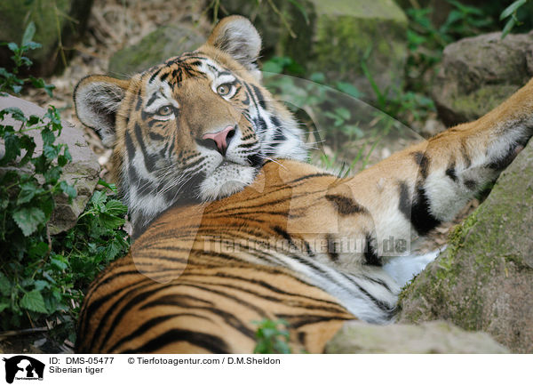 Siberian tiger / DMS-05477