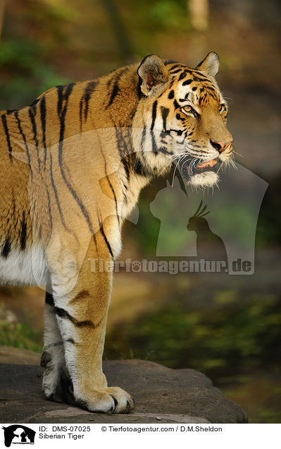 Amurtiger / Siberian Tiger / DMS-07025