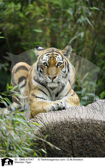 Amurtiger / Siberian Tiger / DMS-07047
