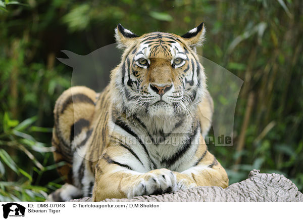 Amurtiger / Siberian Tiger / DMS-07048