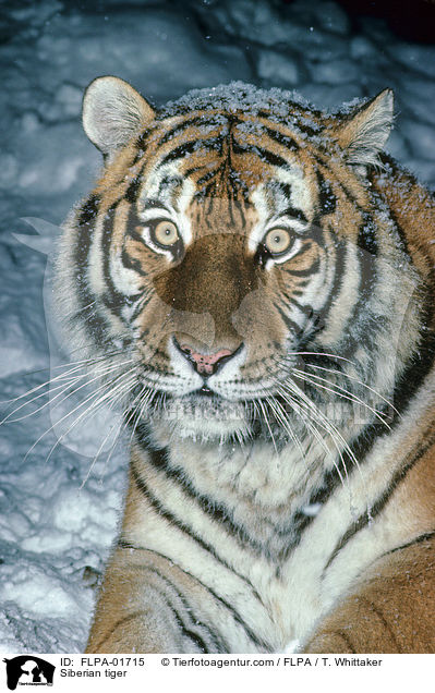 Amurtiger / Siberian tiger / FLPA-01715