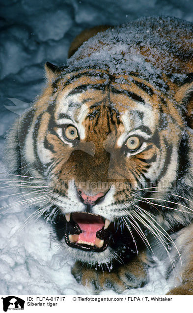Amurtiger / Siberian tiger / FLPA-01717