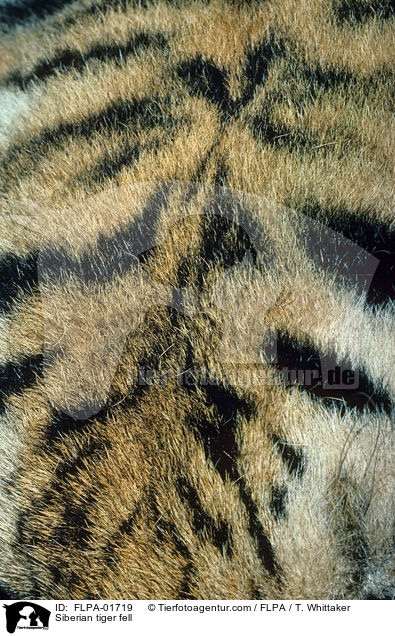 Amurtiger Fell / Siberian tiger fell / FLPA-01719