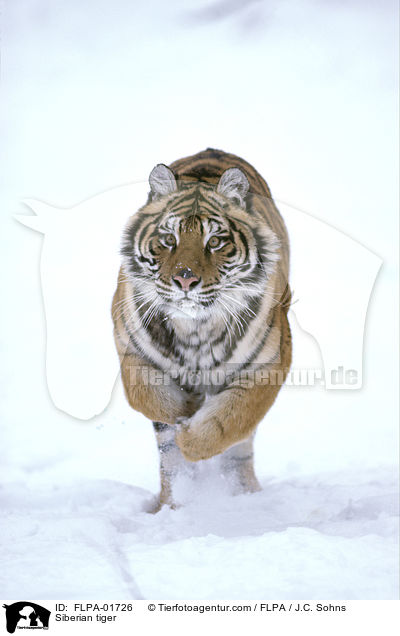 Amurtiger / Siberian tiger / FLPA-01726